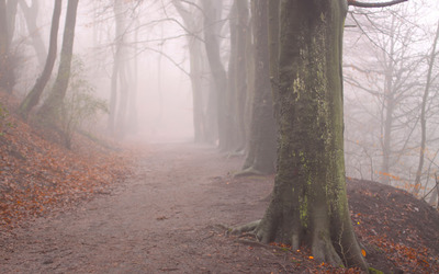 Foggy forest path wallpaper