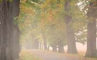 Foggy path through the trees wallpaper 1920x1200 jpg