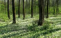 Forest [2] wallpaper 2560x1600 jpg