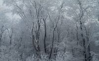 Frosty woods wallpaper 2560x1600 jpg