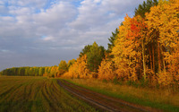 Fuzzy clouds above the autumn birch forest wallpaper 3840x2160 jpg