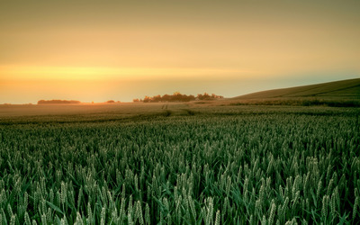Green barley field wallpaper