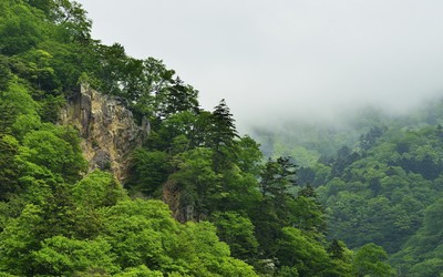 Green foggy forest in the mountains wallpaper