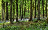 Green forest [3] wallpaper 2560x1440 jpg