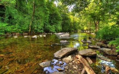 Green forest by the rocky river Wallpaper