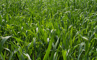 Green grass [3] wallpaper 2880x1800 jpg