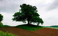 Green lonesome tree wallpaper 1920x1200 jpg