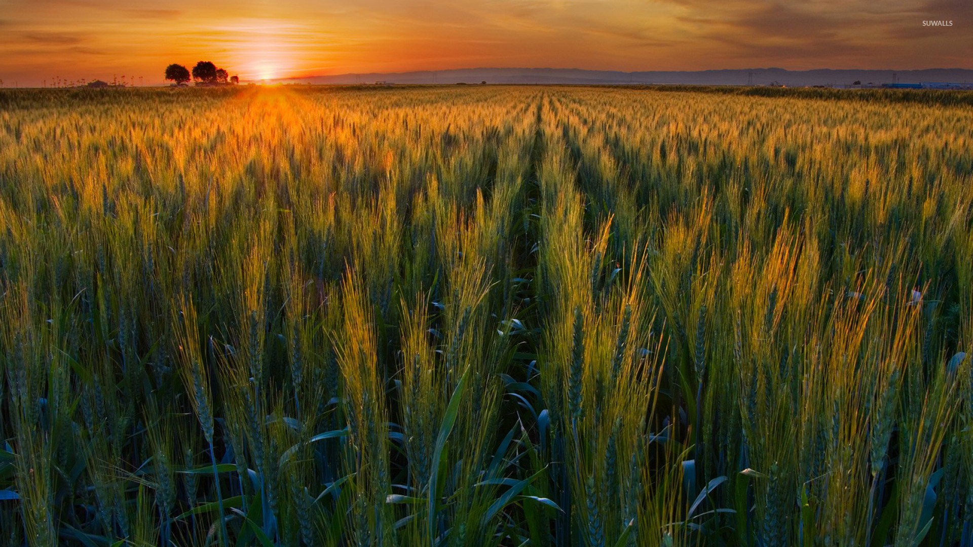 Wheat Field Sunset Wallpaper Wheat Field Sunset Wallpaper