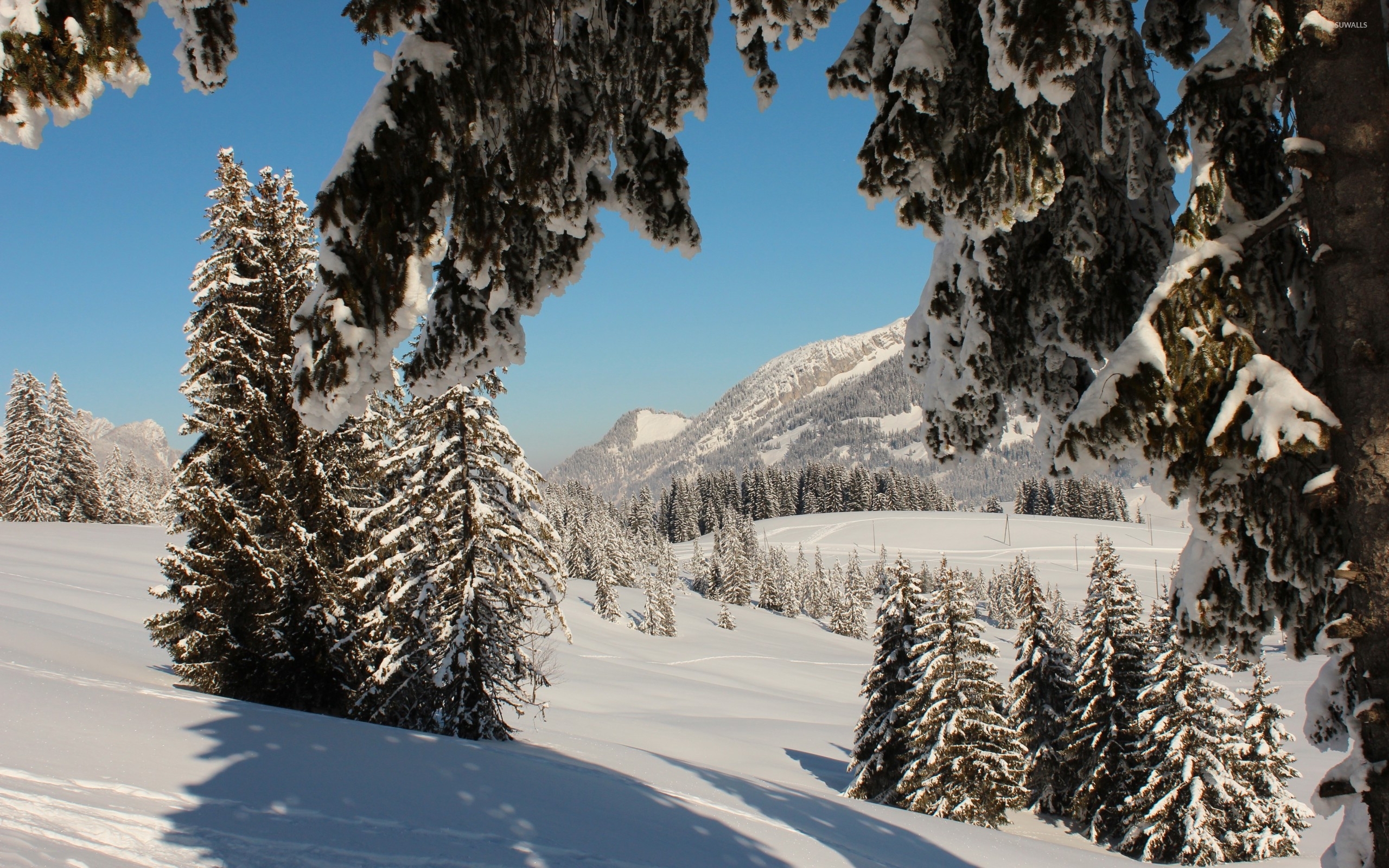 Snowy Woods, Bern, Switzerland загрузить