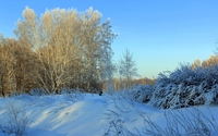 High trees warming in the winter sun wallpaper 2560x1600 jpg