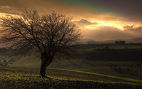 Hillside Tree at dusk wallpaper 2560x1600 jpg