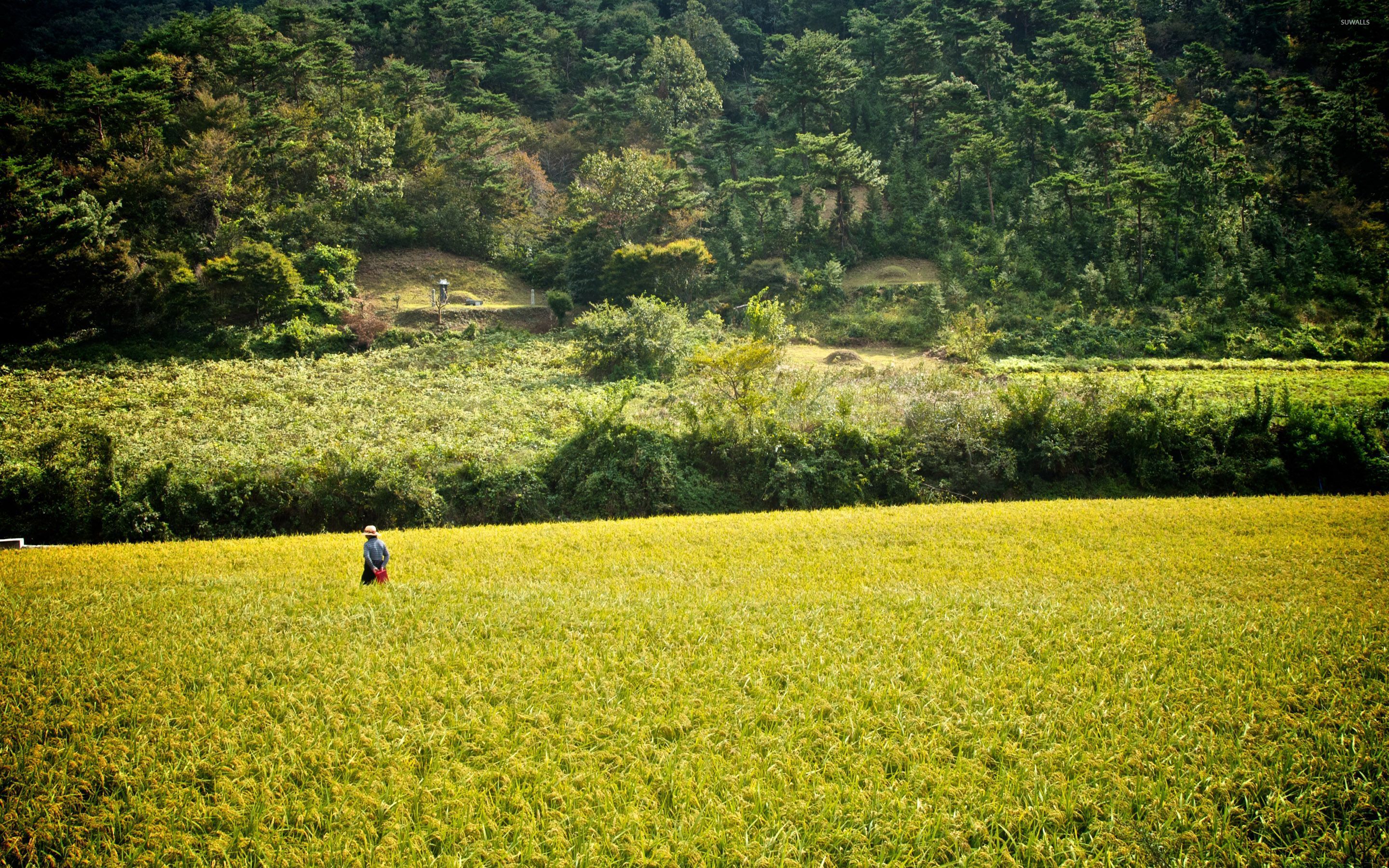 Korean Rice Field Wallpaper Nature Wallpapers 27747 Afalchi Free images wallpape [afalchi.blogspot.com]