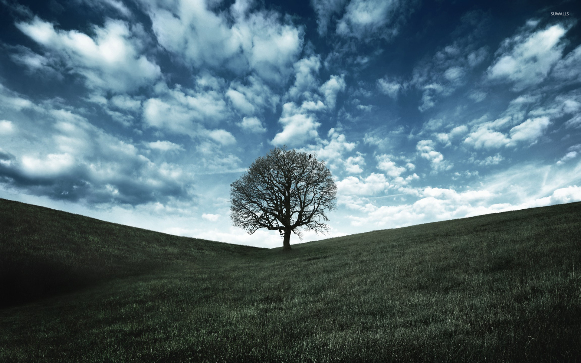 Lonely tree wallpaper - Nature wallpapers - #17105