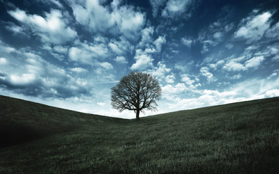 Lonely tree wallpaper