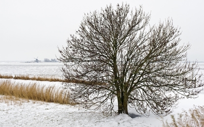 Lonesome tree in the snowy nature wallpaper