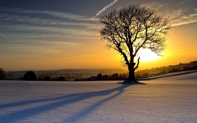 Lonesome tree shadowing on the snow Wallpaper