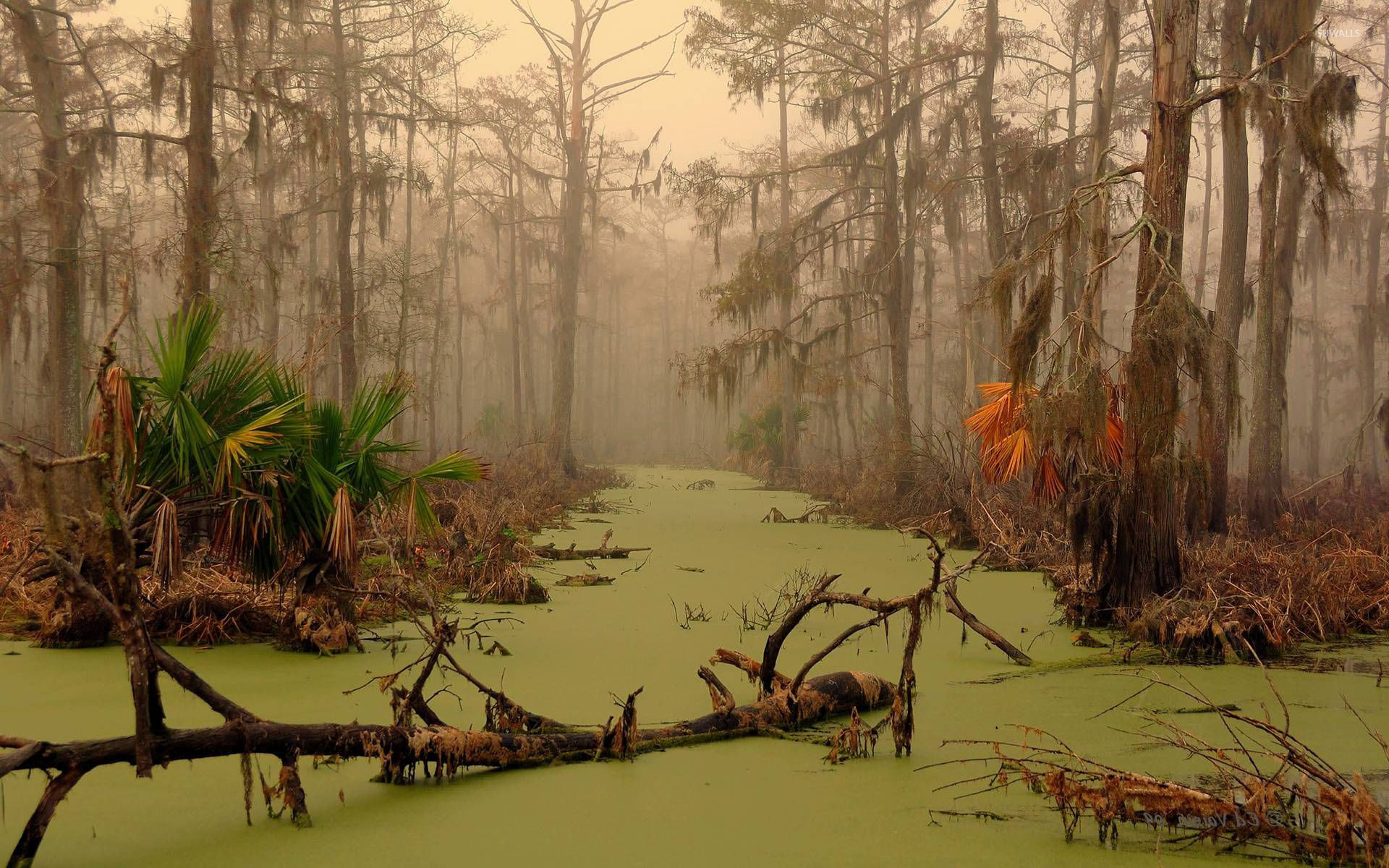 Louisiana swamp wallpaper.