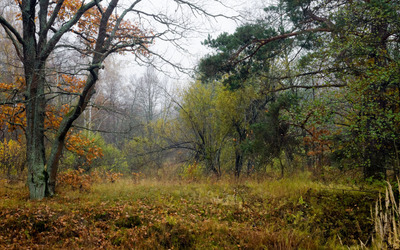 Misty autumn forest wallpaper