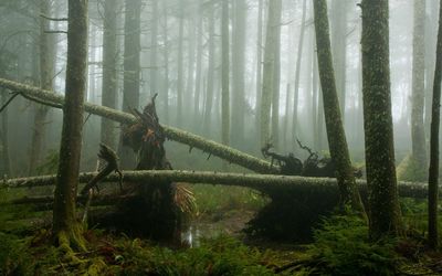 Misty swamp forest wallpaper