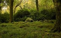 Mossy forest [2] wallpaper 3840x2160 jpg