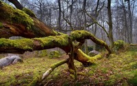 Mossy log wallpaper 2560x1600 jpg