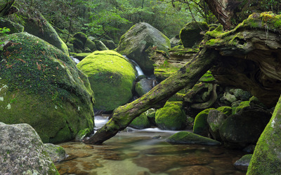 Mossy trunks in the rocky river wallpaper