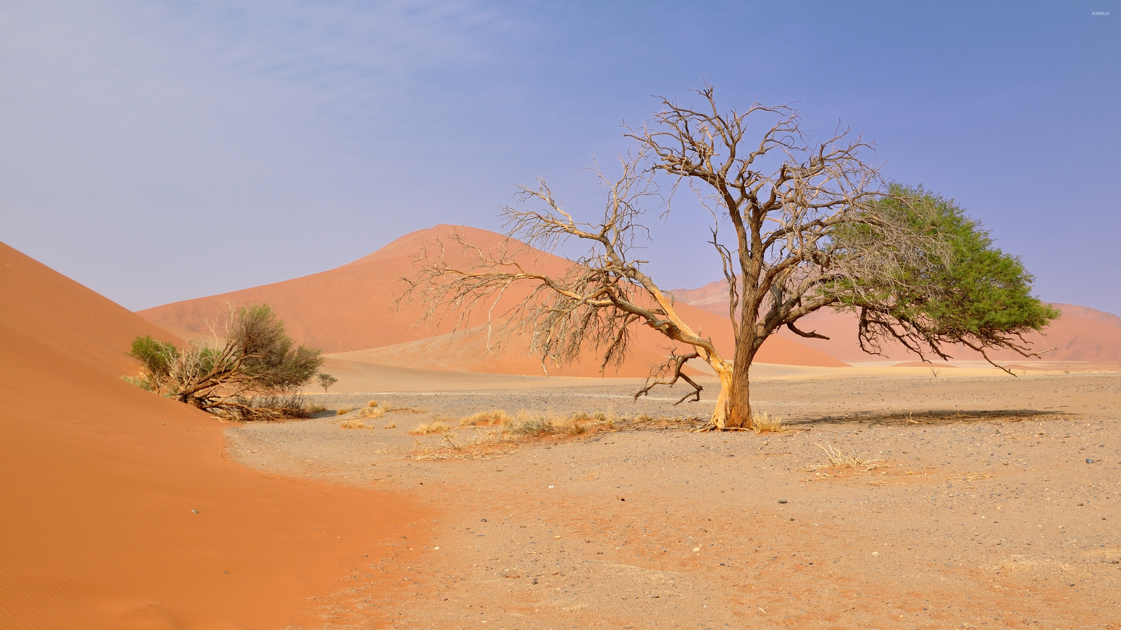 Sand Dunes and Acacia Tree, Namib Desert, Namibia бесплатно