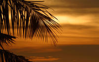 Palm shadow at sunset wallpaper 1920x1080 jpg