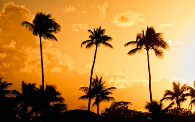 Palm trees at sunset [2] wallpaper