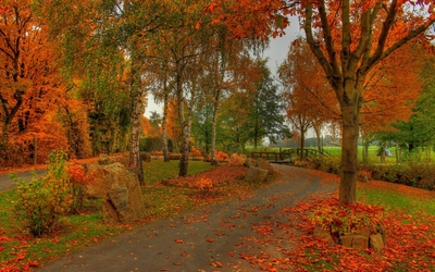 Park in fall Wallpaper