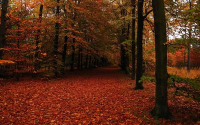 Path in autumn forest Wallpaper