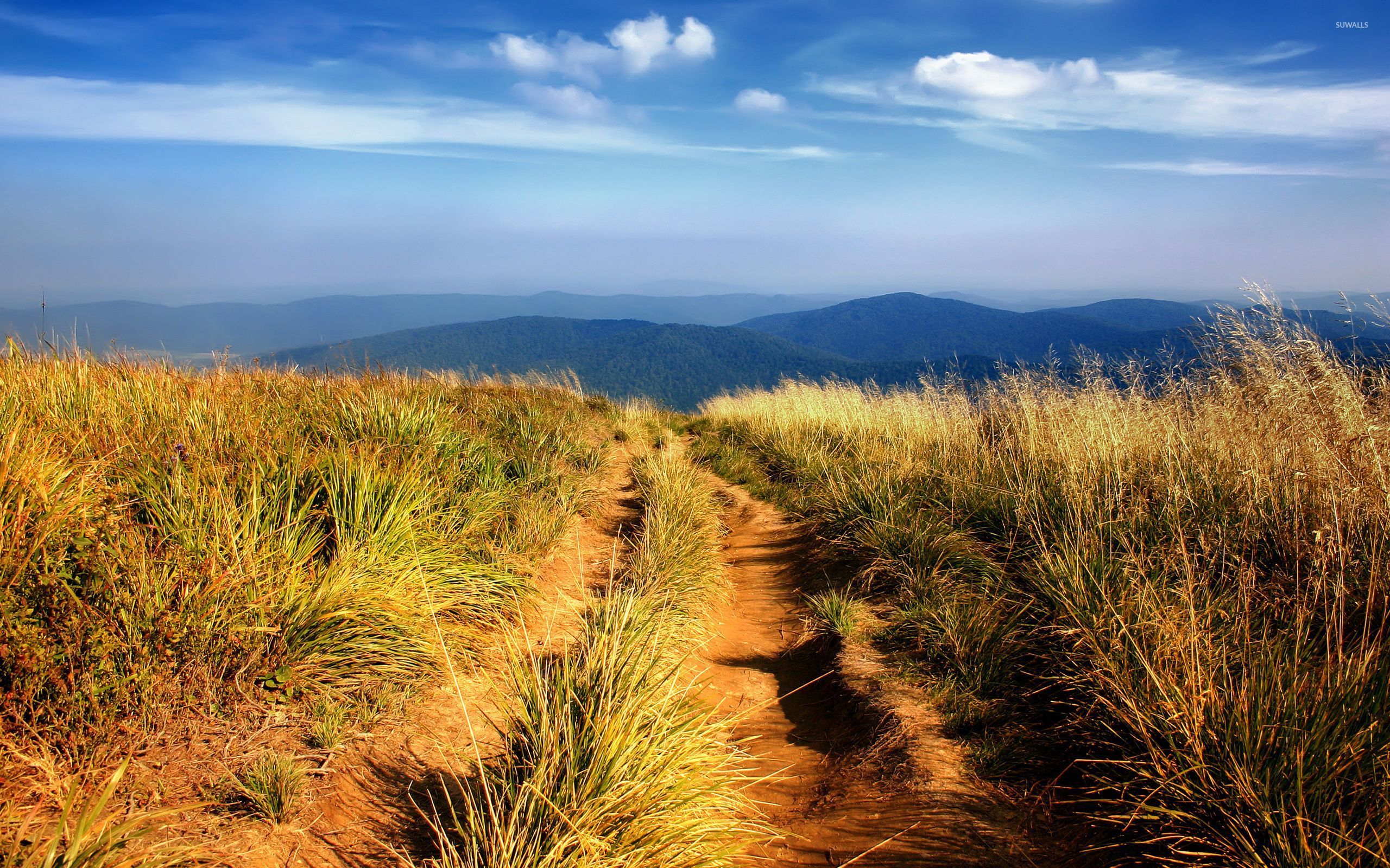 Path on a high hill with a great view of the green forest 