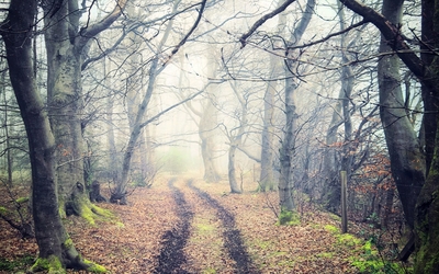Path through foggy trees wallpaper