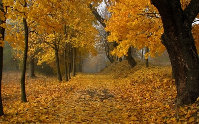 Path through the autumn forest wallpaper