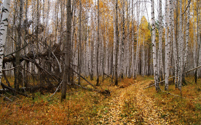 Path through the autumn forest [4] wallpaper