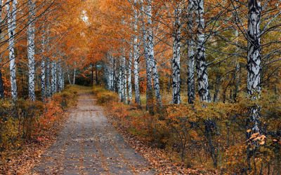 Path through the autumn forest [3] wallpaper