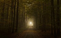 Path through the foggy forest wallpaper 2560x1600 jpg