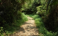 Path through the forest [6] wallpaper 1920x1200 jpg