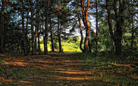 Path through the forest [5] wallpaper 2880x1800 jpg