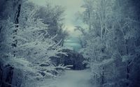 Path through the snowy forest wallpaper 2560x1600 jpg