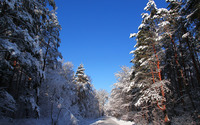 Path through the snowy forest [4] wallpaper 1920x1200 jpg