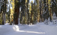 Path through the snowy forest [5] wallpaper 2560x1600 jpg