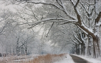 Path through the snowy trees [2] wallpaper 1920x1200 jpg