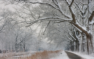 Path through the snowy trees [2] wallpaper