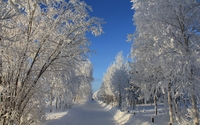 Path through the snowy trees wallpaper 2560x1600 jpg
