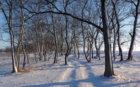 Path through the winter trees wallpaper 2560x1600 jpg