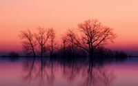 Perfect tree reflection in the calm lake wallpaper 1920x1200 jpg