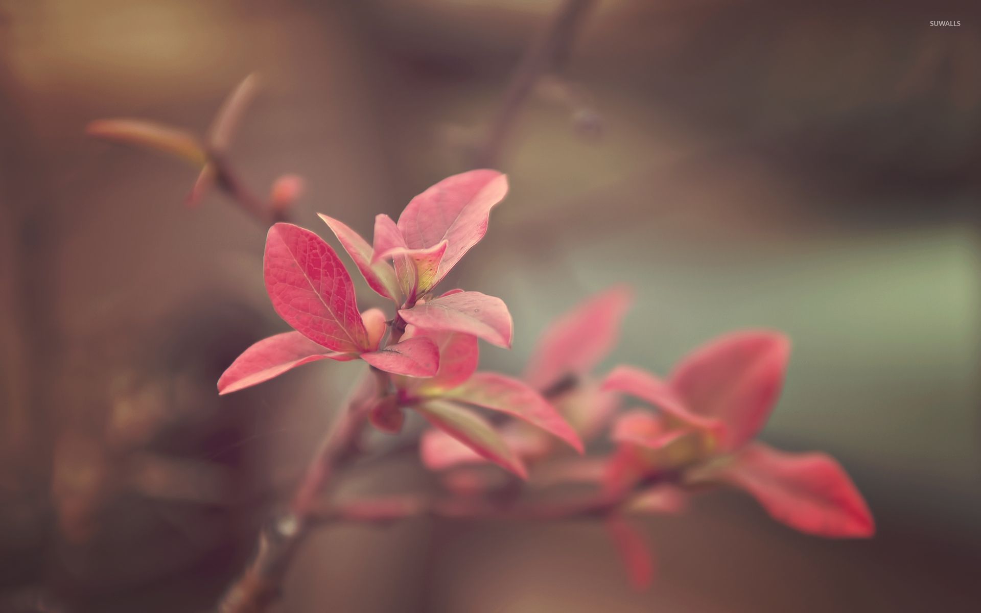 Pink leaves wallpaper - Nature wallpapers - #31923