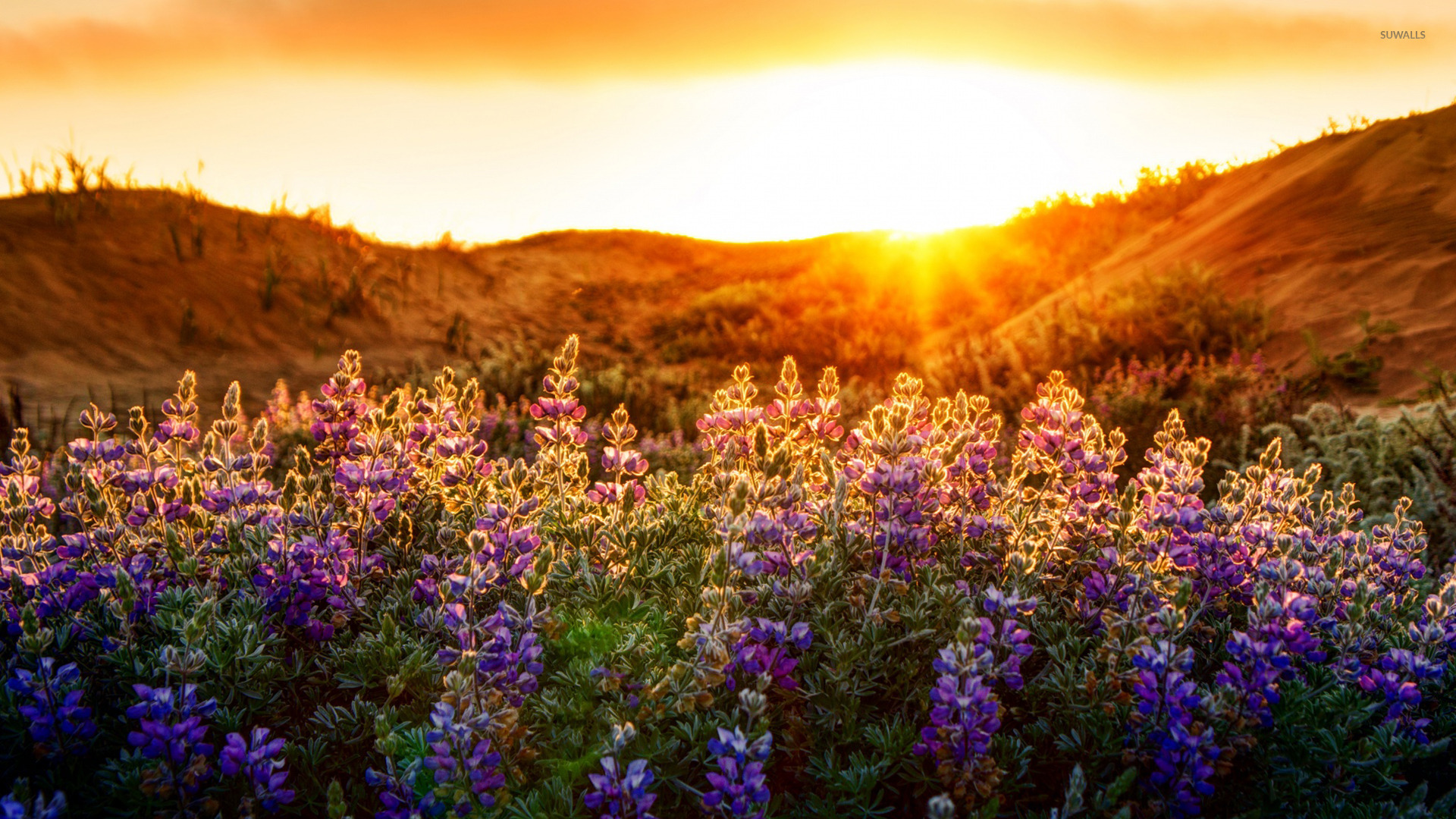 Purple Wildflowers In The Sunset Wallpaper Nature Wallpapers 31128