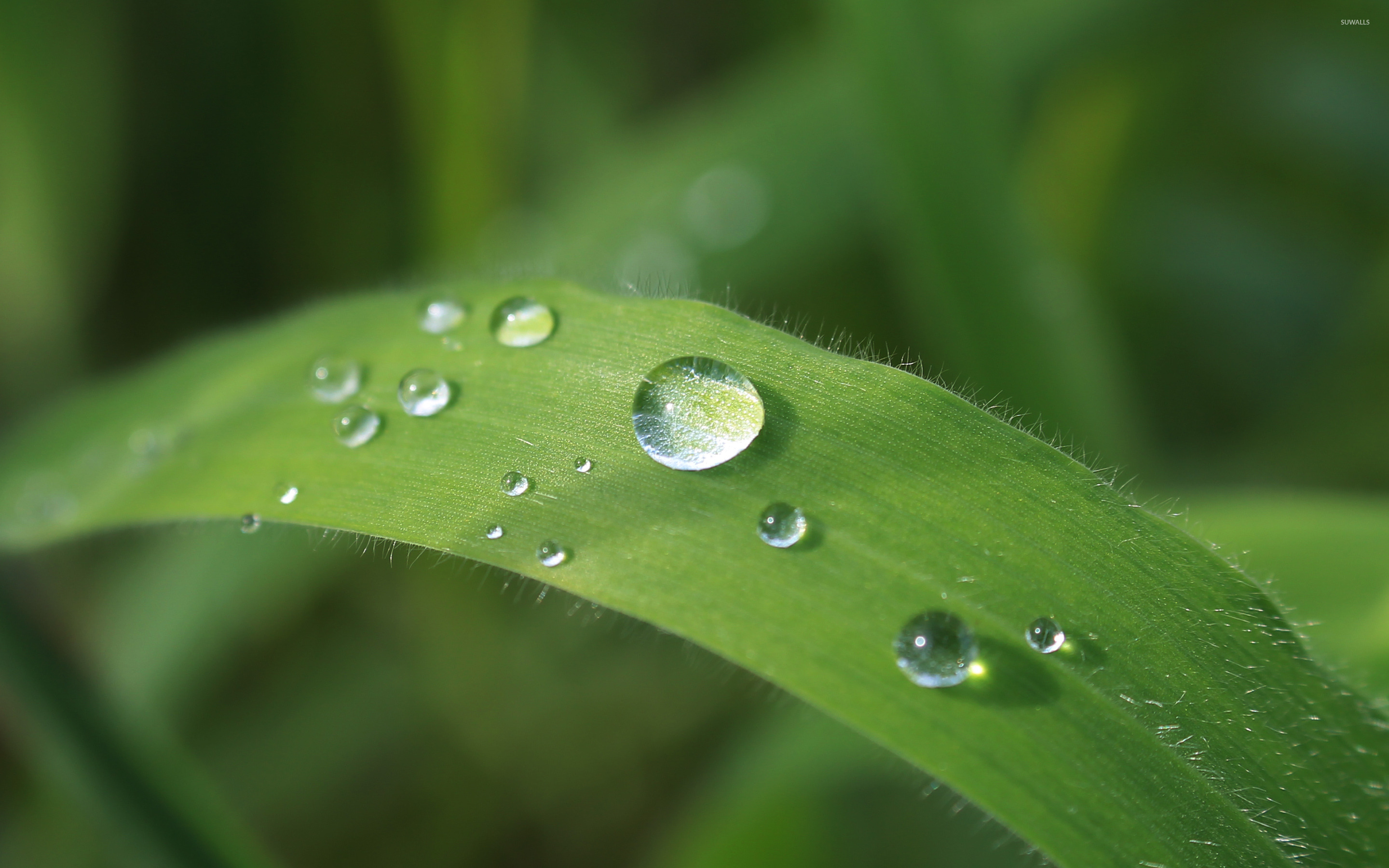 Rain droplets on a leaf wallpaper - Nature wallpapers - #30716